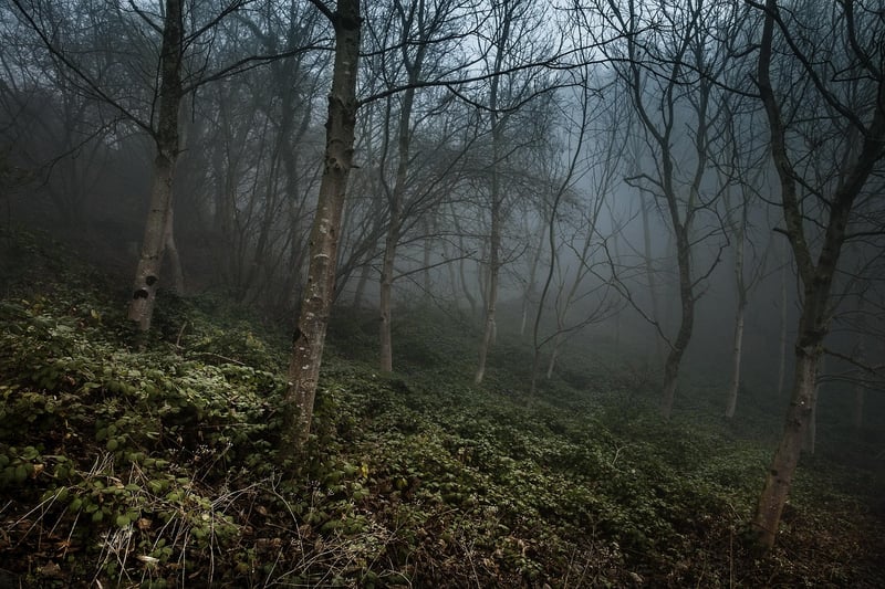 Misty Forest